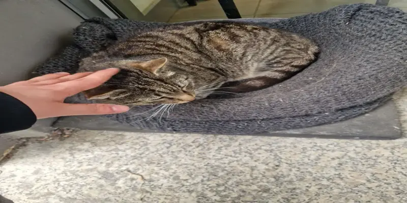 picture of a cute gray cat